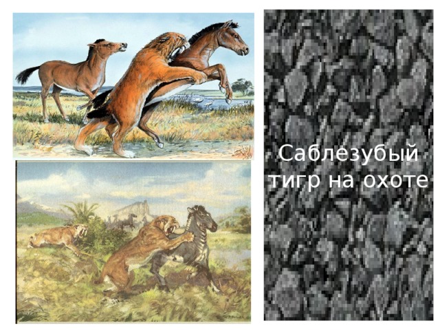 Саблезубый тигр на охоте 