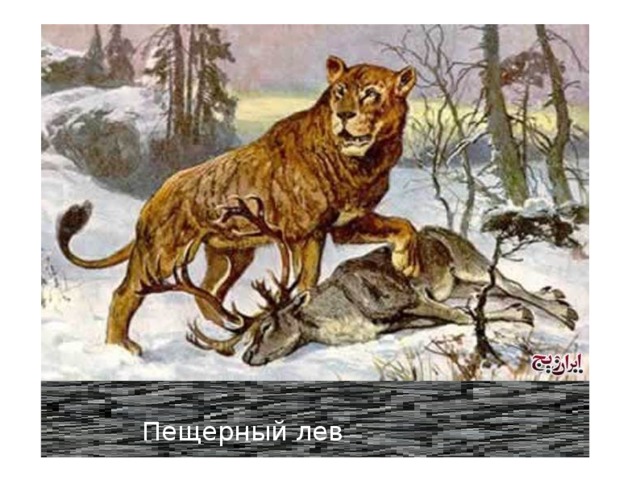 Пещерный лев 