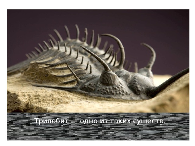  Трилобит — одно из таких существ. 