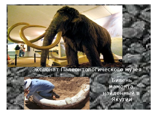 Экспонат Палеонтологического музея Бивень мамонта, найденный в Якутии 