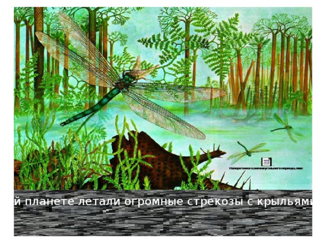 На нашей планете летали огромные стрекозы с крыльями до 50 см. 