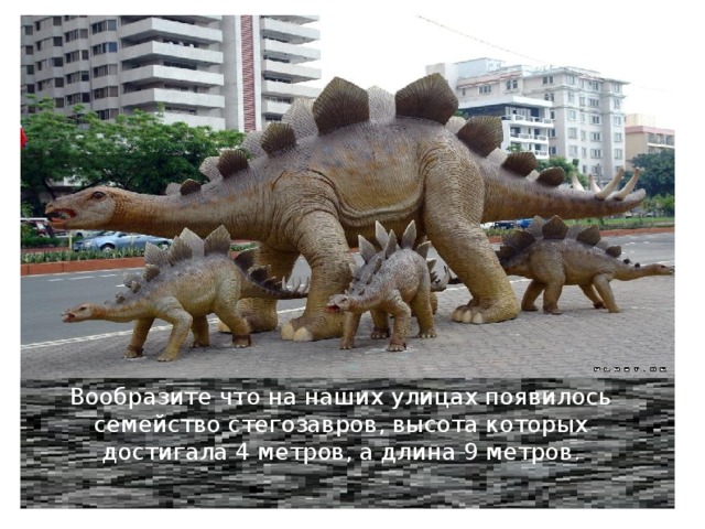 Вообразите что на наших улицах появилось семейство стегозавров, высота которых достигала 4 метров, а длина 9 метров . 
