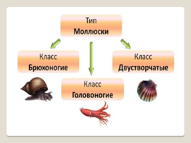 Моллюски двустворчатые головоногие