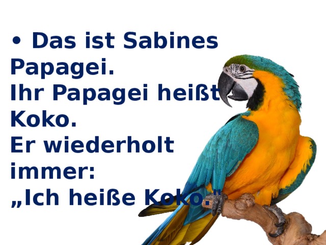 • Das ist Sabines Papagei. Ihr Papagei heißt Koko. Er wiederholt immer: „ Ich heiße Koko.