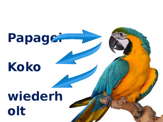Papagei  Koko  wiederholt 