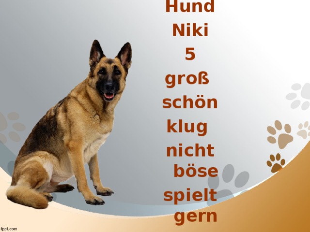 Hund Niki 5 groß schön klug nicht böse spielt gern 