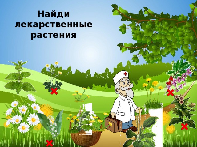 Картинки лекарственные растения для дошкольников