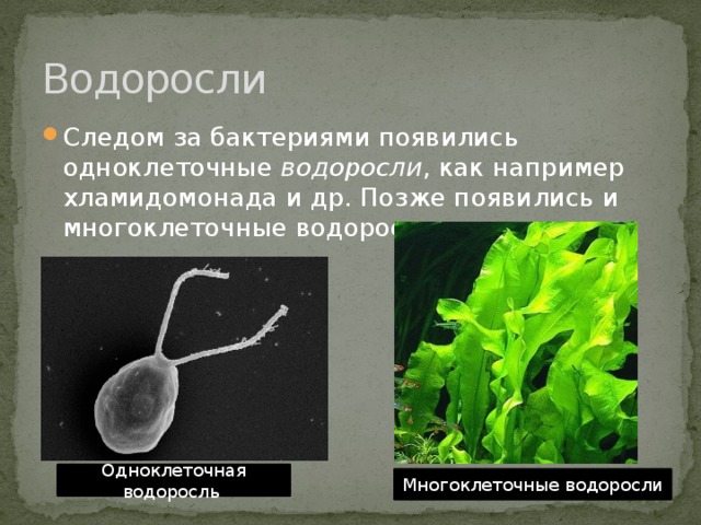 Водоросли Следом за бактериями появились одноклеточные водоросли , как например хламидомонада и др. Позже появились и многоклеточные водоросли. Одноклеточная водоросль Многоклеточные водоросли 