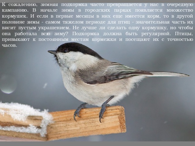 К сожалению, зимняя подкормка часто превращается у нас в очередную кампанию. В начале зимы в городских парках появляется множество кормушек. И если в первые месяцы в них еще имеется корм, то в другой половине зимы - самом тяжелом периоде для птиц - значительная часть их висит пустым украшением. Не лучше ли сделать одну кормушку, но чтобы она работала всю зиму? Подкормка должна быть регулярной. Птицы, привыкают к постоянным местам кормежки и посещают их с точностью часов. 