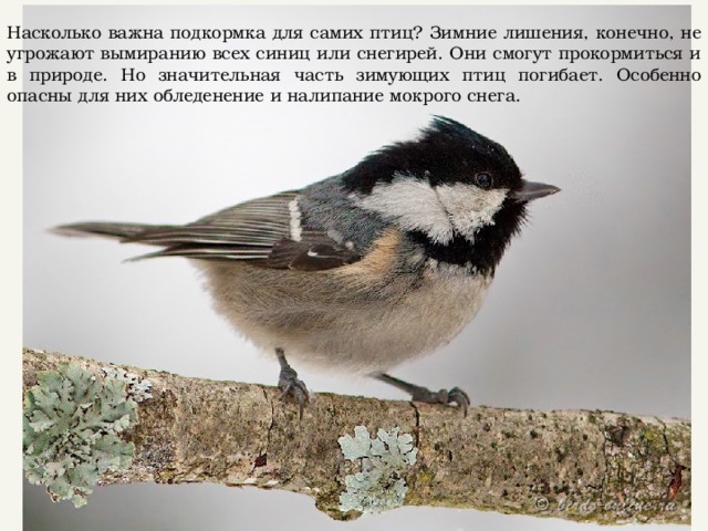 Насколько важна подкормка для самих птиц? Зимние лишения, конечно, не угрожают вымиранию всех синиц или снегирей. Они смогут прокормиться и в природе. Но значительная часть зимующих птиц погибает. Особенно опасны для них обледенение и налипание мокрого снега. 