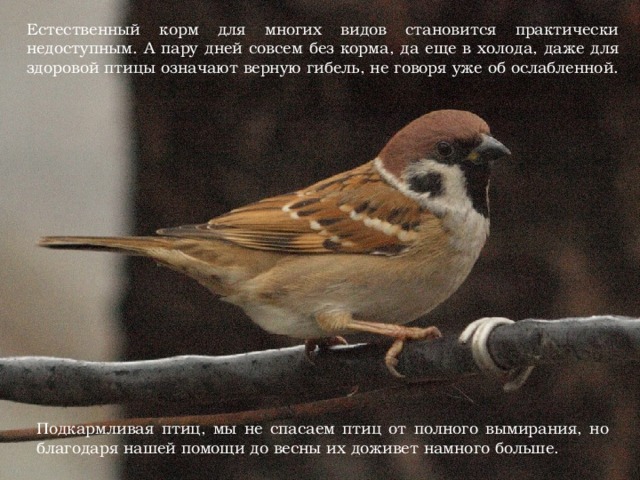 Естественный корм для многих видов становится практически недоступным. А пару дней совсем без корма, да еще в холода, даже для здоровой птицы означают верную гибель, не говоря уже об ослабленной. Подкармливая птиц, мы не спасаем птиц от полного вымирания, но благодаря нашей помощи до весны их доживет намного больше. 
