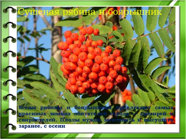 Сушеная рябина и боярышник Ягоды рябины и боярышника привлекают самых красивых зимних обитателей города — снегирей и свиристелей. Плоды нужно заготовить и высушить заранее, с осени 