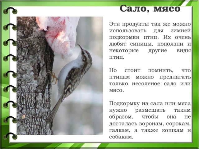 Сало, мясо Эти продукты так же можно использовать для зимней подкормки птиц. Их очень любят синицы, поползни и некоторые другие виды птиц. Но стоит помнить, что птицам можно предлагать только несоленое сало или мясо. Подкормку из сала или мяса нужно размещать таким образом, чтобы она не досталась воронам, сорокам, галкам, а также кошкам и собакам.  