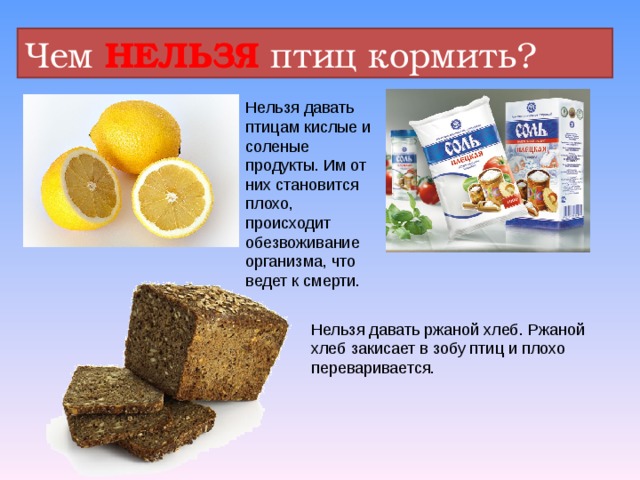 Чем НЕЛЬЗЯ птиц кормить? Нельзя давать птицам кислые и соленые продукты. Им от них становится плохо, происходит обезвоживание организма, что ведет к смерти. Нельзя давать ржаной хлеб. Ржаной хлеб закисает в зобу птиц и плохо переваривается. 