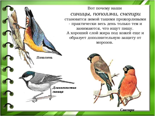 Вот почему наши синицы, поползни, снегири  становятся зимой такими прожорливыми - практически весь день только тем и занимаются, что ищут пищу. А хороший слой жира под кожей еще и образует дополнительную защиту от морозов. Поползень Снегири 