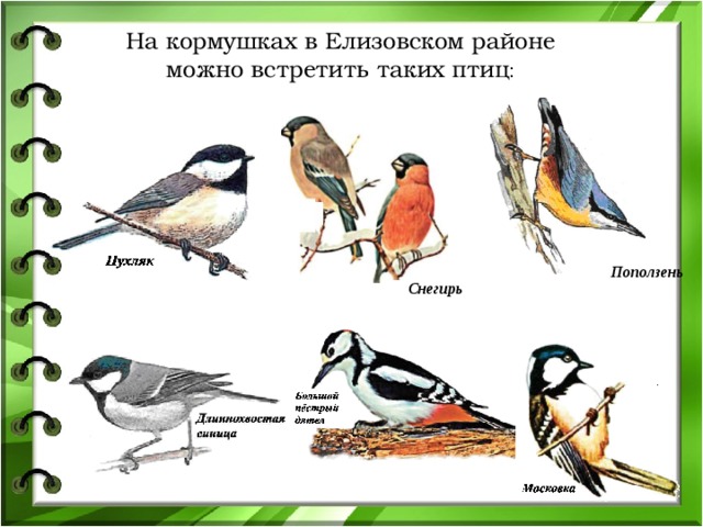 На кормушках в Елизовском районе можно встретить таких птиц : Поползень Снегирь 