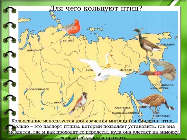 Для чего кольцуют птиц? Кольцевание используется для изучения миграций и биологии птиц. Кольцо – это паспорт птицы, который позволяет установить, где она гнездится, где и как проходят ее перелеты, куда она улетает на зимовку, сколько ей удается прожить. 