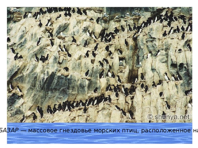 ПТИЧИЙ БАЗАР — массовое гнездовье морских птиц, расположенное на скалах . 