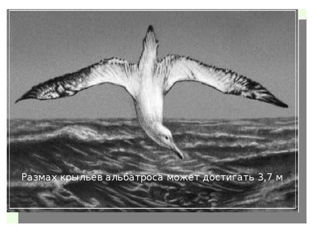 Размах крыльев альбатроса может достигать 3,7 м 