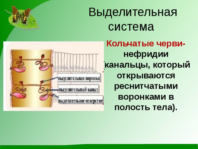 Выделительная система Кольчатые черви- нефридии (канальцы, который открываются реснитчатыми воронками в полость тела). 