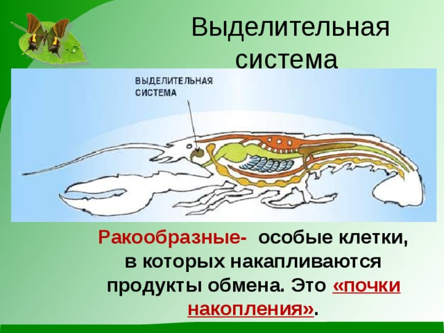 Выделительная система Ракообразные-  особые клетки, в которых накапливаются продукты обмена. Это «почки накопления» . 