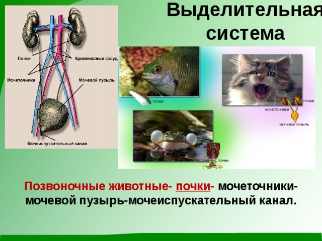 Выделительная система Позвоночные животные- почки -  мочеточники- мочевой пузырь-мочеиспускательный канал. 