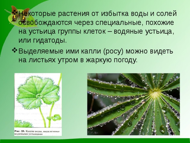 Некоторые растения от избытка воды и солей освобождаются через специальные, похожие на устьица группы клеток – водяные устьица, или гидатоды. Выделяемые ими капли (росу) можно видеть на листьях утром в жаркую погоду. 