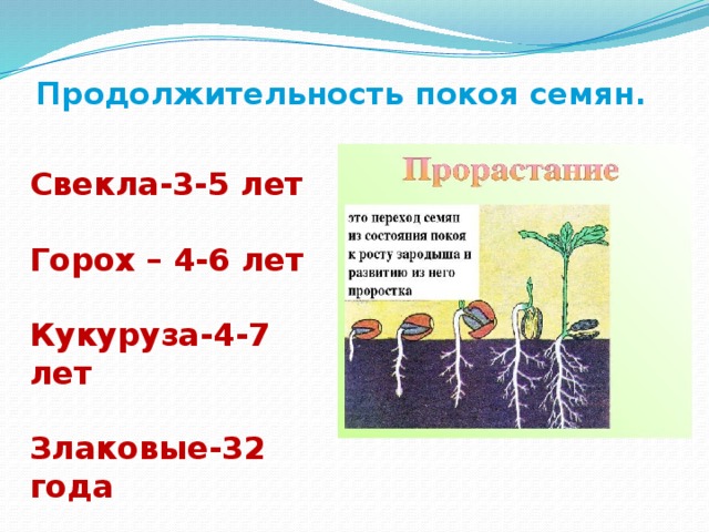 Продолжительность покоя семян.  Свекла-3-5 лет  Горох – 4-6 лет  Кукуруза-4-7 лет  Злаковые-32 года   