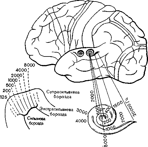 Слуховой центр коры мозга