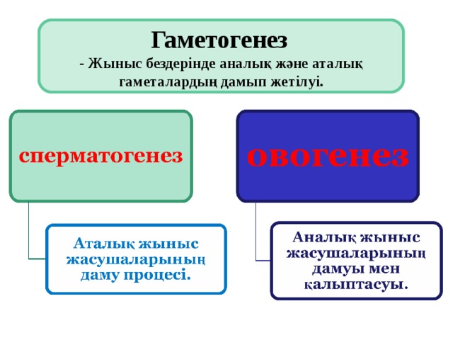 Гаметогенез презентация 10