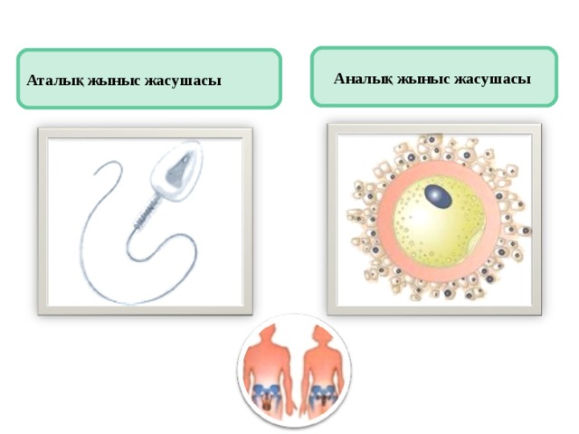 Адамның жыныс жүйесінің құрылымы мен қызметі 9 сынып презентация