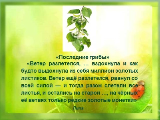 Ветер рванул со всей силой и тогда разом слетели все листья с липы схема