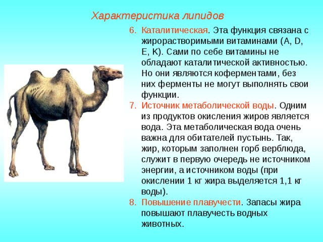 Характеристика липидов Каталитическая . Эта функция связана с жирорастворимыми витаминами (А, D, E, K). Сами по себе витамины не обладают каталитической активностью. Но они являются коферментами, без них ферменты не могут выполнять свои функции. Источник метаболической воды . Одним из продуктов окисления жиров является вода. Эта метаболическая вода очень важна для обитателей пустынь. Так, жир, которым заполнен горб верблюда, служит в первую очередь не источником энергии, а источником воды (при окислении 1 кг жира выделяется 1,1 кг воды). Повышение плавучести . Запасы жира повышают плавучесть водных животных.  