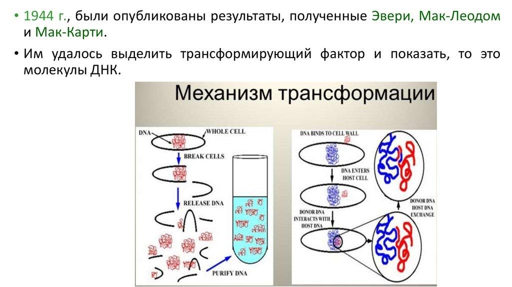 Генетический материал днк. Эйвери, Мак Леод и Мак Карти. О. Эвери, к. Мак-Леод, к. Мак-Карти. В 1944 году Эйвери Мак Леод и Мак Карти. Открытие генетической роли ДНК Эвери.