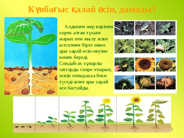 Өсімдіктерді қалай күту қажет жаратылыстану тех карта