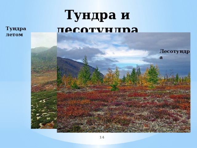 Презентация по теме природные зоны евразии 7 класс