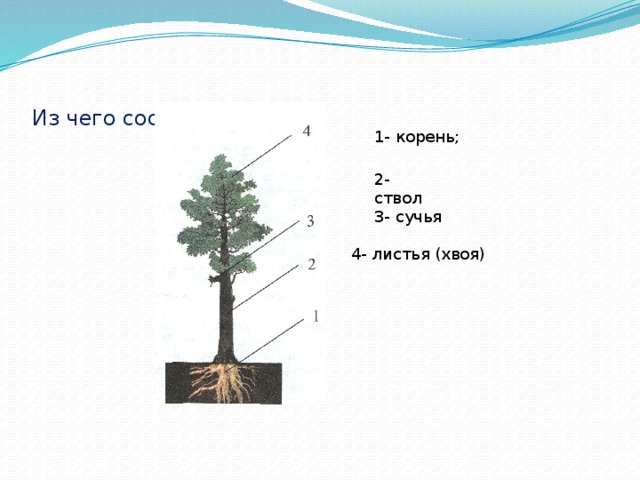 Из чего состоит дерево? 1- корень; 2- ствол 3- сучья 4- листья (хвоя) 