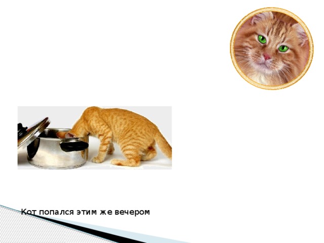Кот попался этим же вечером  