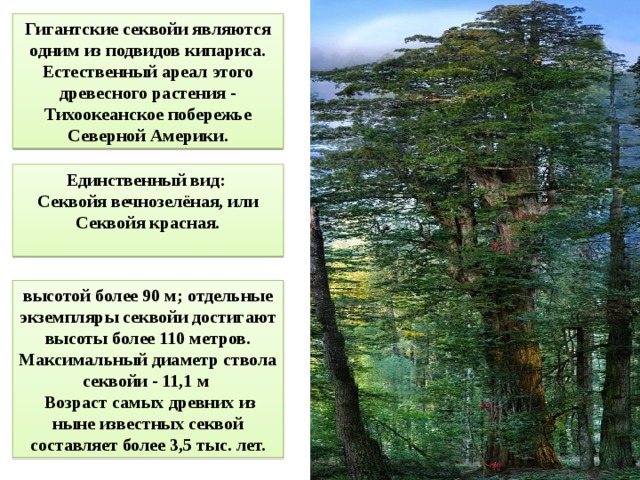 Гигантские секвойи являются одним из подвидов кипариса. Естественный ареал этого древесного растения - Тихоокеанское побережье Северной Америки. Единственный вид:  Секвойя вечнозелёная, или Секвойя красная.   высотой более 90 м; отдельные экземпляры секвойи достигают высоты более 110 метров. Максимальный диаметр ствола секвойи - 11,1 м  Возраст самых древних из ныне известных секвой составляет более 3,5 тыс. лет. Средняя высота деревьев составляет около 60 и целые рощи 