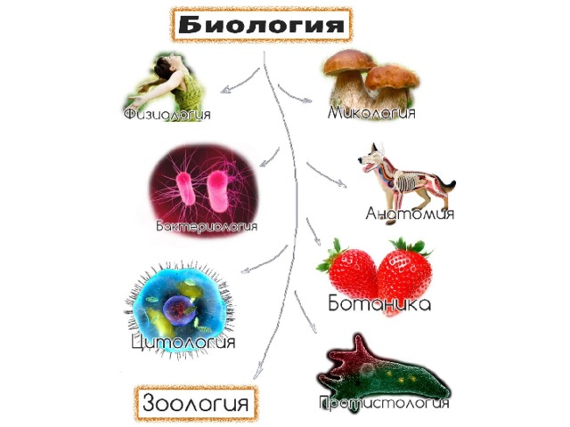 1 наука о живой природе. Создайте модель аппликацию биологические науки. Модель аппликация биологические науки. Семья биологических наук 5 класс биология. Модель аппликация на тему биологические науки.