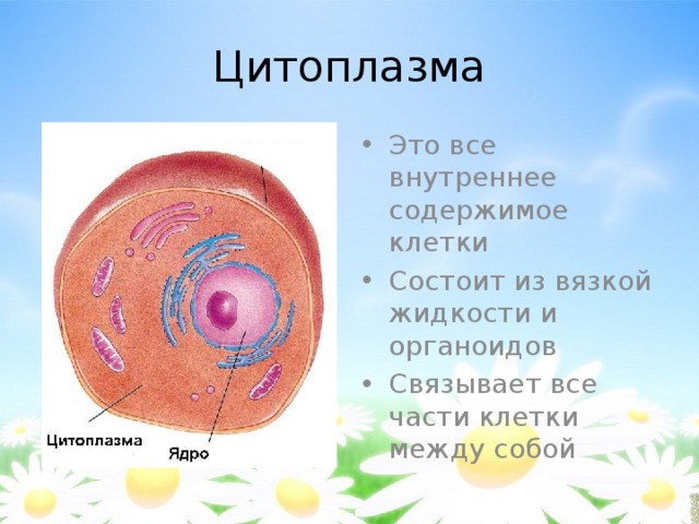 Цитоплазма Это все внутреннее содержимое клетки Состоит из вязкой жидкости и органоидов Связывает все части клетки между собой 