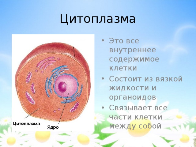 Цитоплазма функции