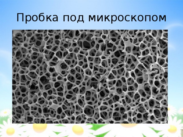 Пробка под микроскопом 