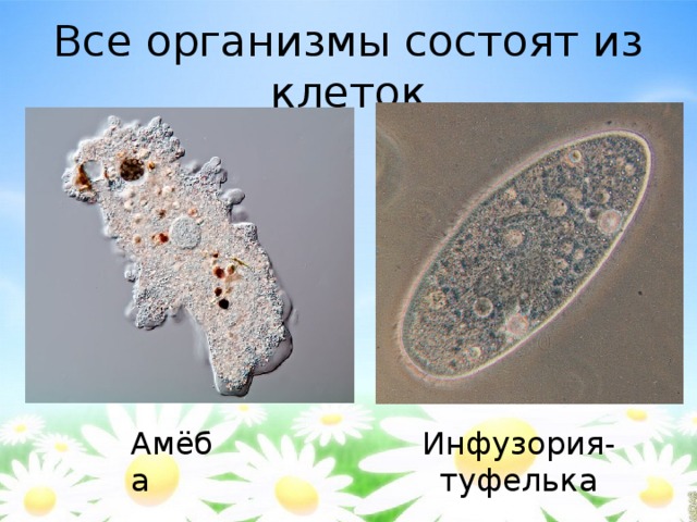 Организм состоит. Перенесение неблагоприятных условий инфузории туфельки. Непереваренные остатки пищи у инфузории туфельки выводятся через. Как инфузория переживает неблагоприятные условия. Организмы состоят из множества