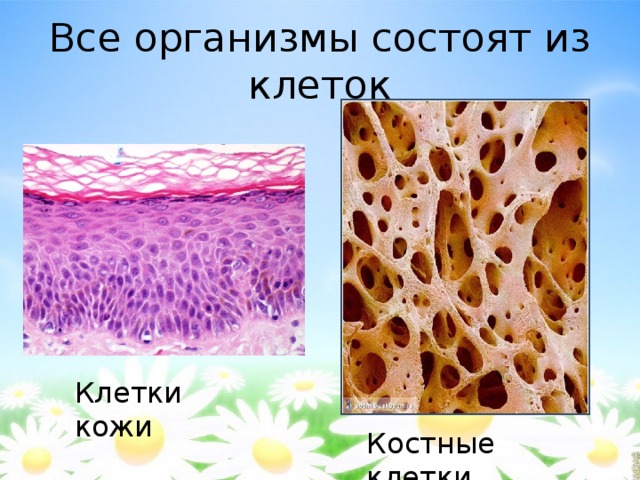 Все организмы состоят из клеток Клетки кожи Костные клетки 