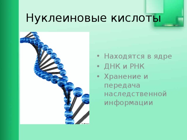 Нуклеиновые кислоты Находятся в ядре ДНК и РНК Хранение и передача наследственной информации 