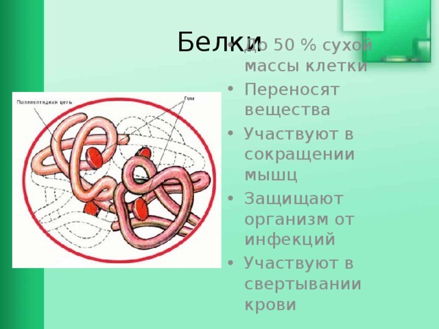 Белки До 50 % сухой массы клетки Переносят вещества Участвуют в сокращении мышц Защищают организм от инфекций Участвуют в свертывании крови 