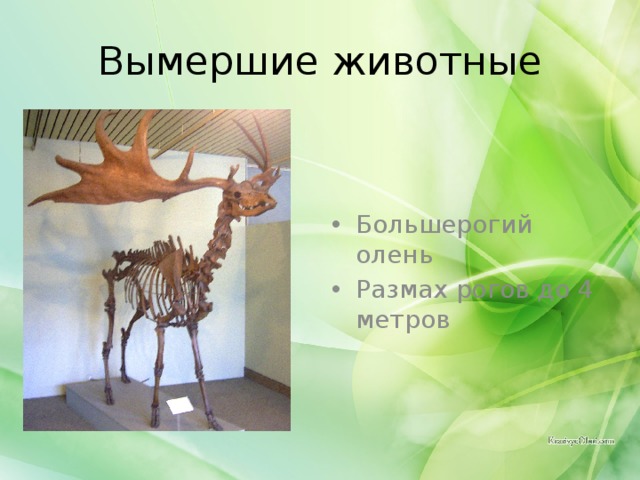 Вымершие животные Большерогий олень Размах рогов до 4 метров 