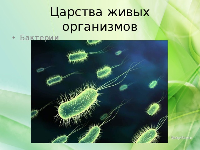 Царства живых организмов Бактерии 
