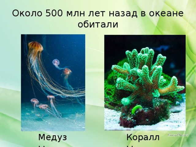 Около 500 млн лет назад в океане обитали Медузы Кораллы 